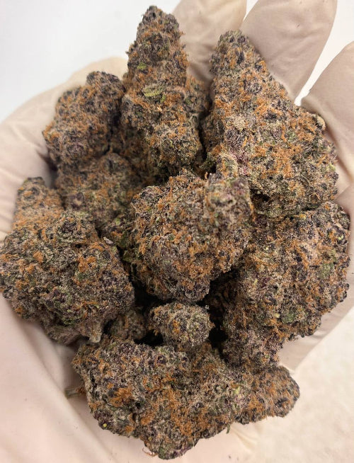 Close-up of Super Boof THCa Flower held in a gloved hand. The buds are dense, frosty, and covered in orange pistils and deep purple hues, showcasing premium quality.