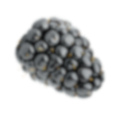Close-up of a of blackberry with a blurred background